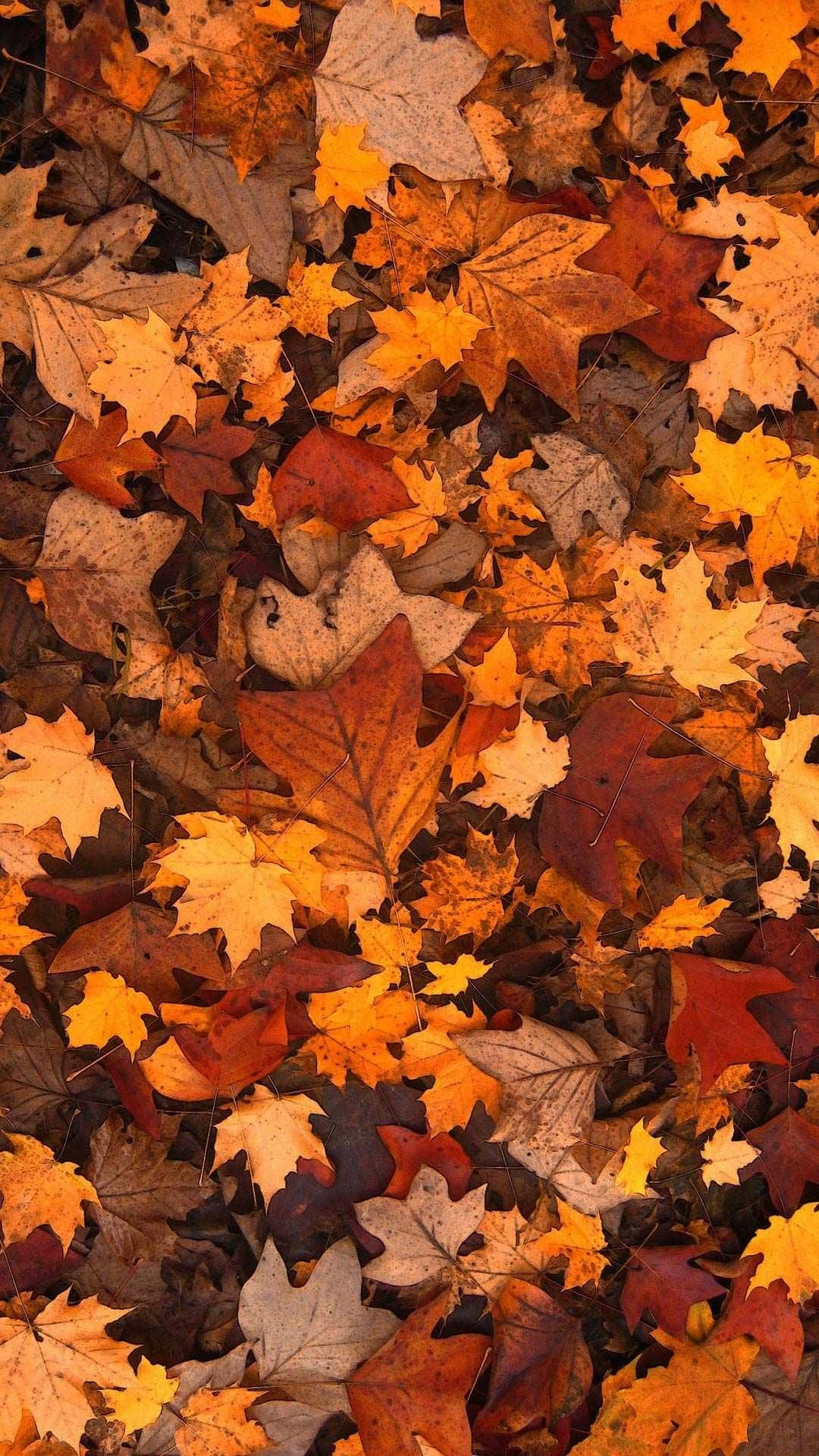100 Fall Iphone Wallpapers Wallpapers