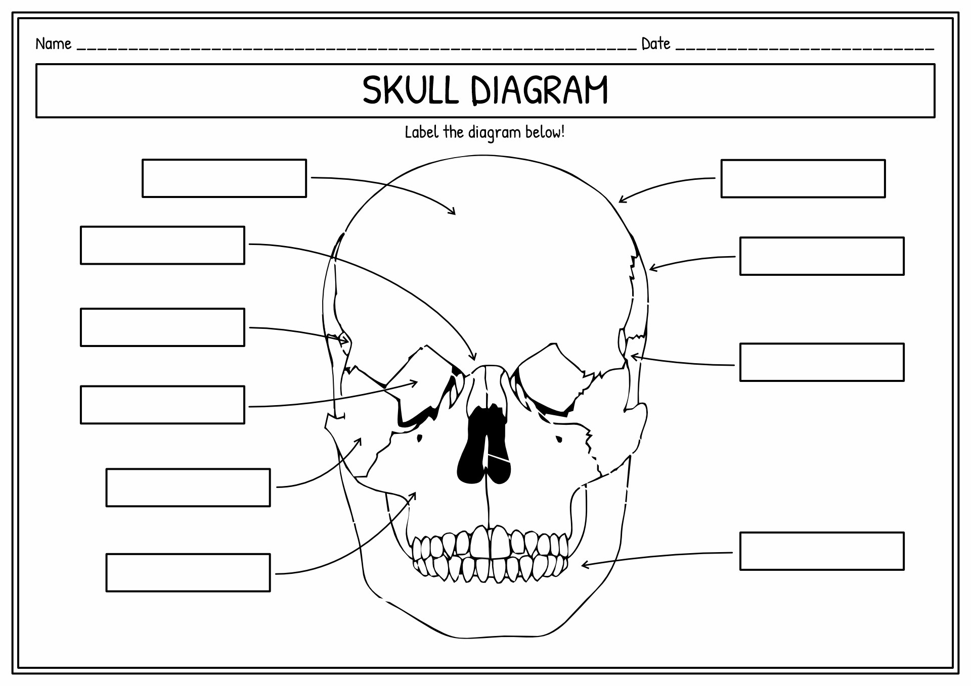 11 Human Skull Labeling Worksheet Free PDF At Worksheeto 11 Human Skull Labeling Worksheet Free PDF At Worksheeto