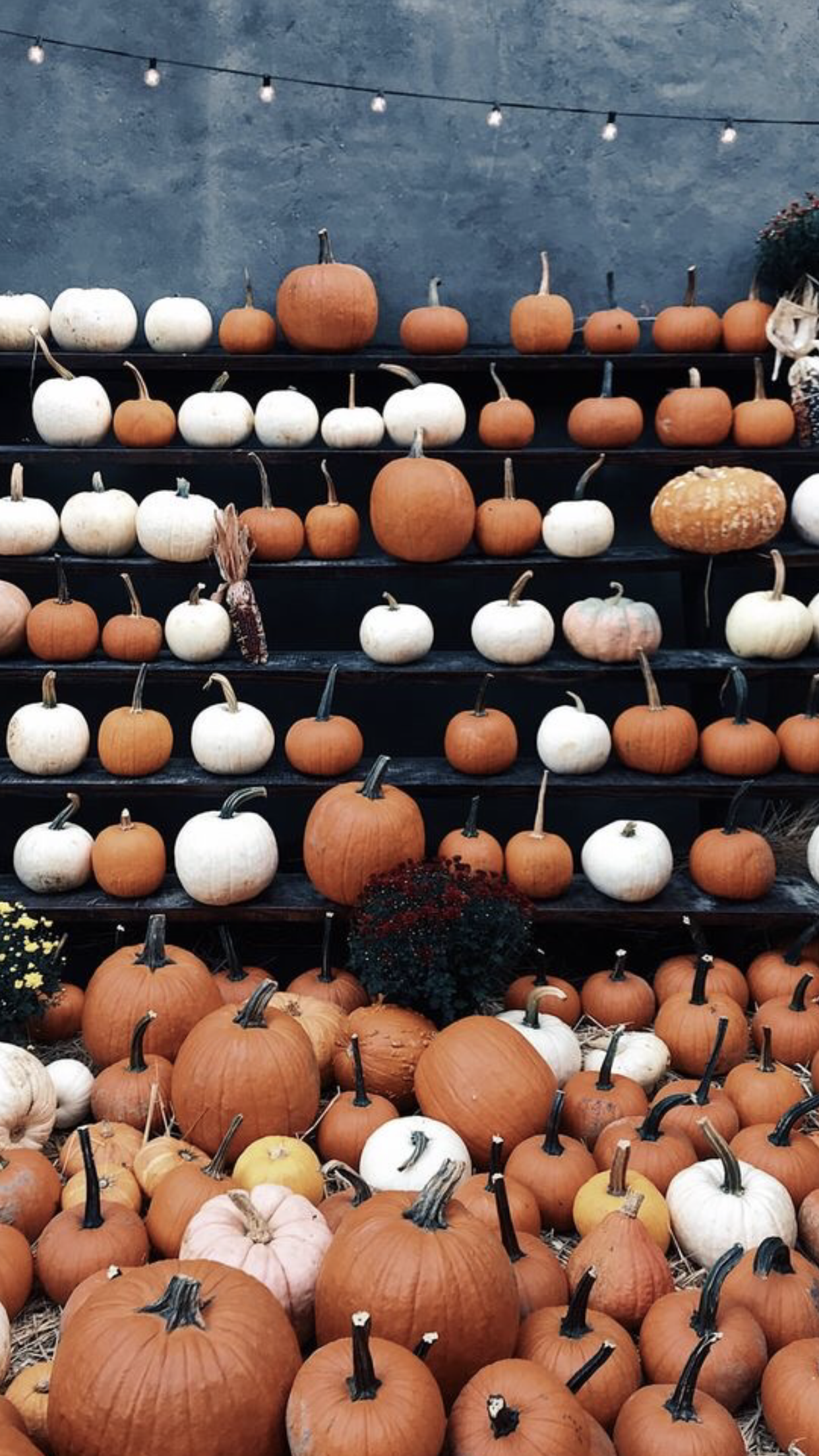 21 Aesthetic Fall Iphone Wallpapers You Need For Spooky Season Chasing Chelsea
