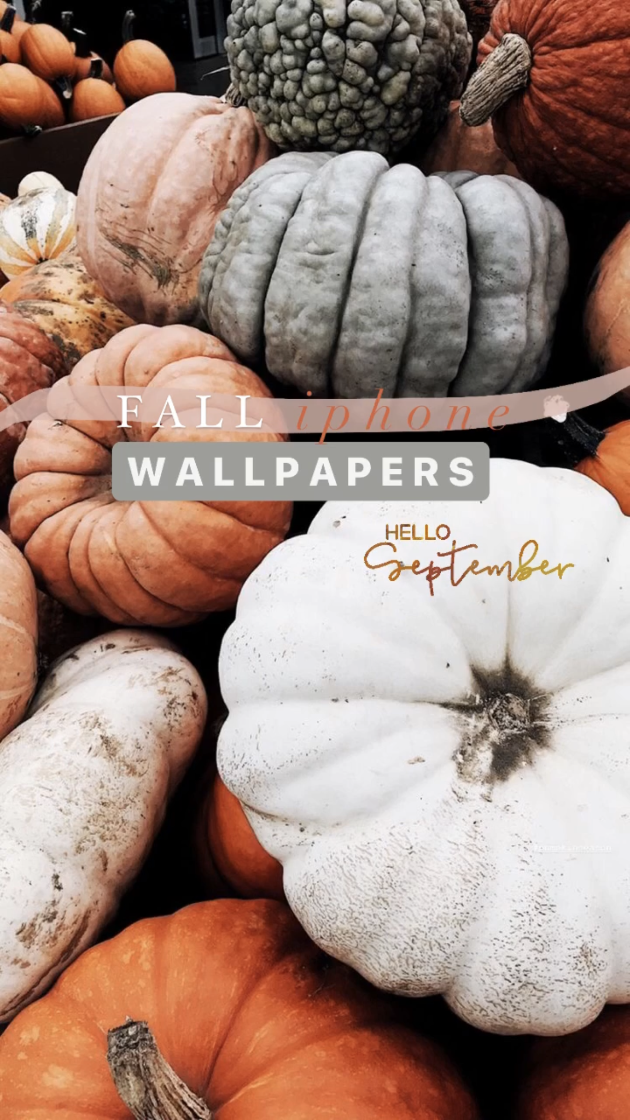 21 Aesthetic Fall Iphone Wallpapers You Need For Spooky Season Chasing Chelsea