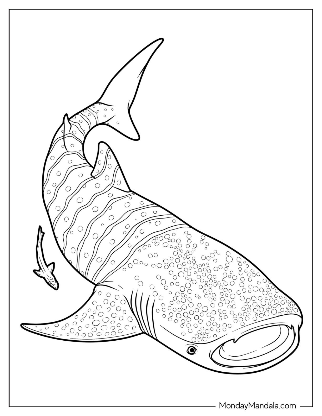 34 Shark Coloring Pages Free PDF Printables
