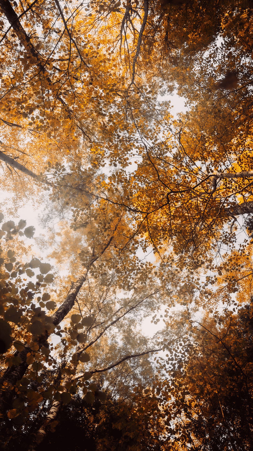 60 FREE Aesthetic Fall Phone Wallpapers For Spooky Season