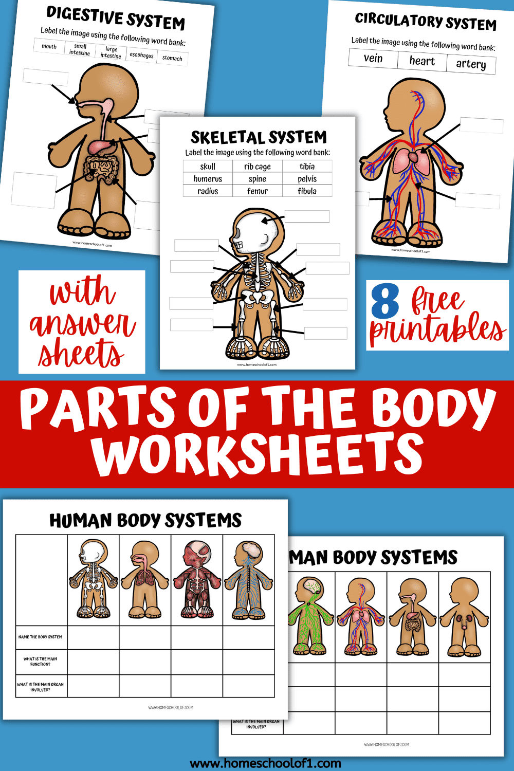free printable human body systems worksheets