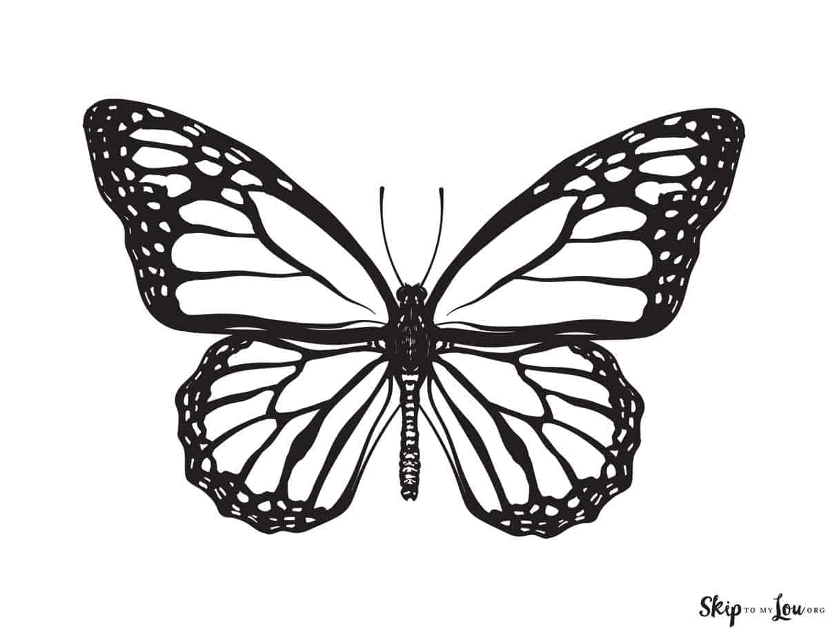 butterfly coloring sheets