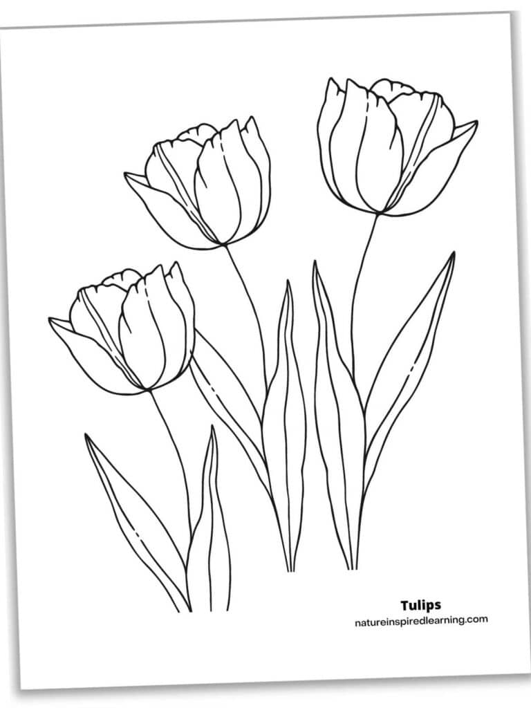 Beautiful Tulip Coloring Pages Nature Inspired Learning Beautiful Tulip Coloring Pages Nature Inspired Learning