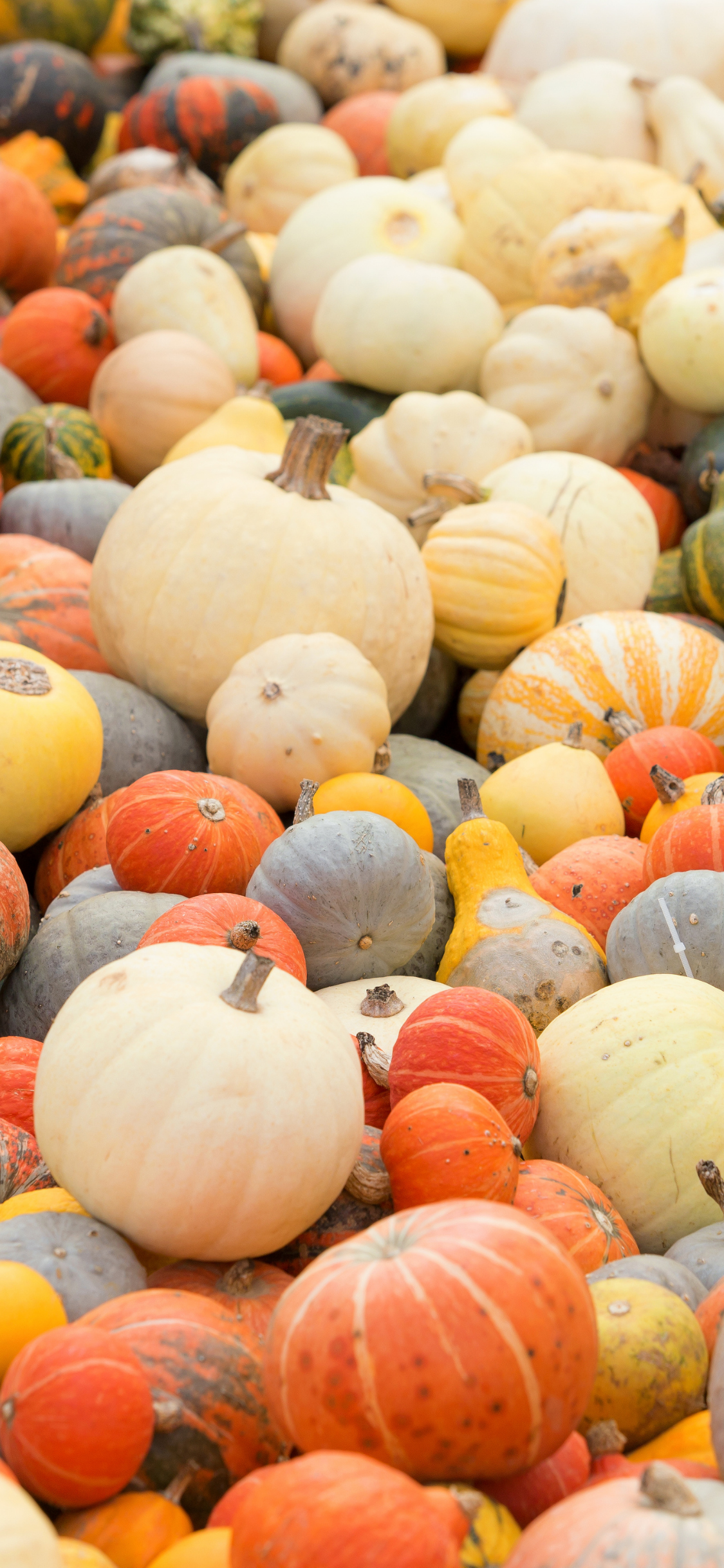 Download 20 Fall Phone Backgrounds For FREE Not Quite Susie Homemaker