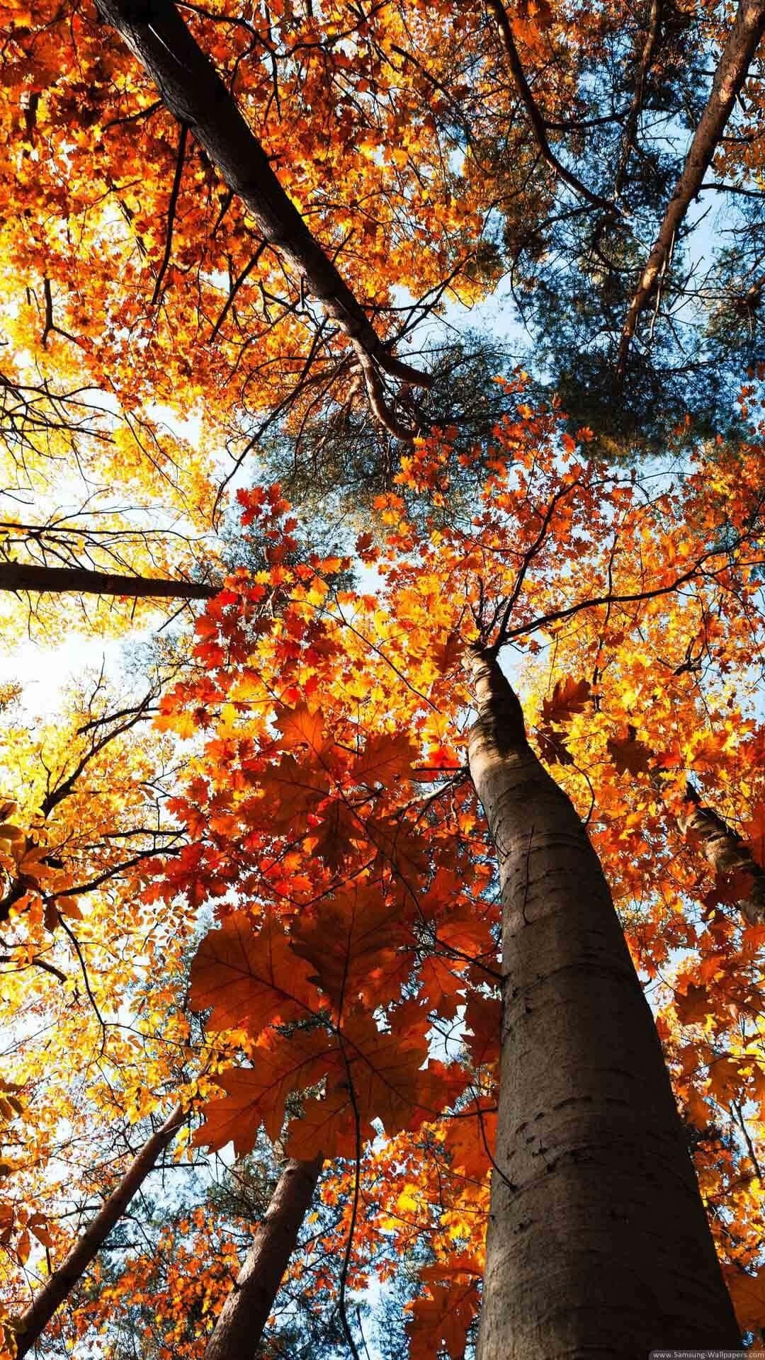 Download Autumn Tree Fall Phone Background Wallpapers