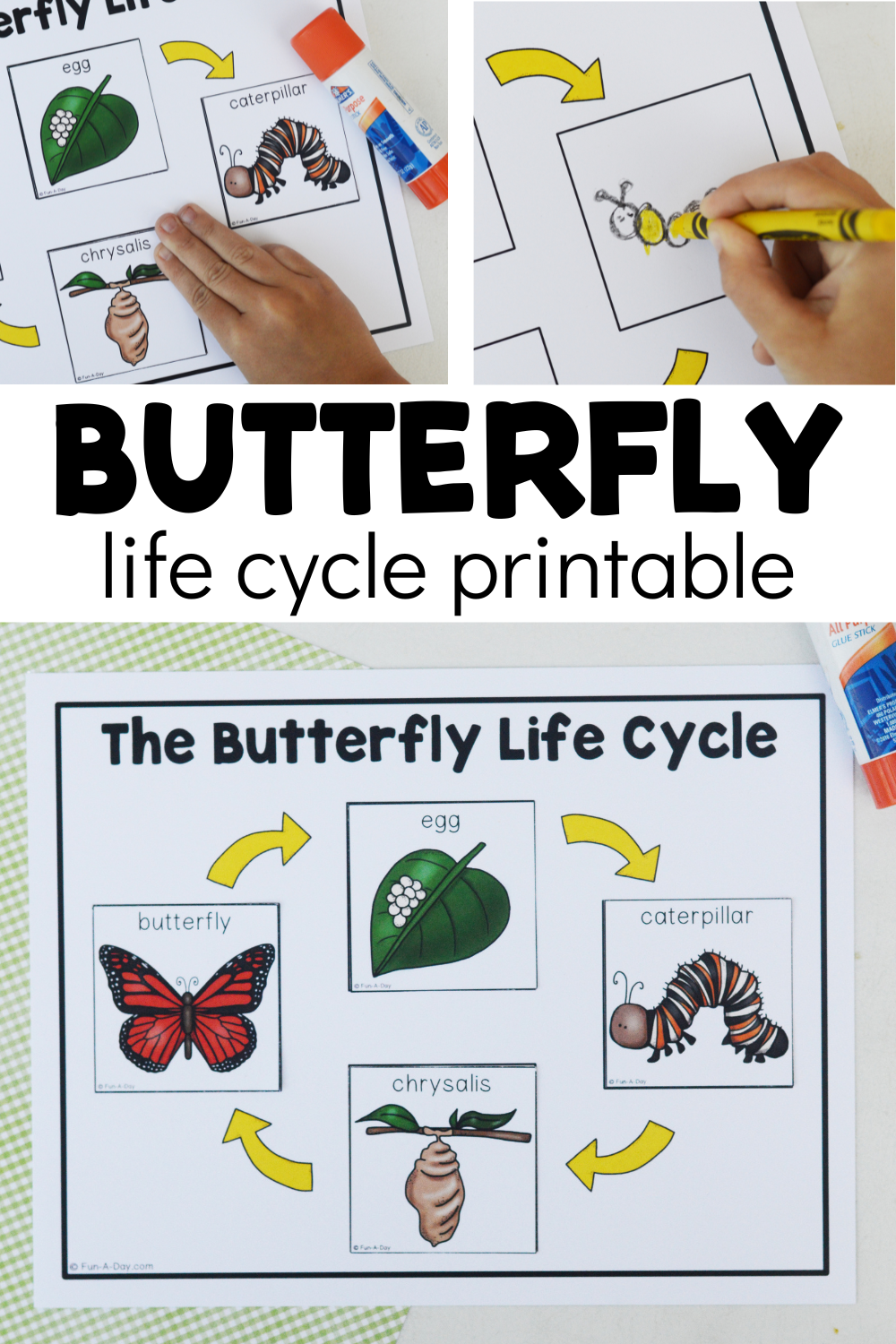 Free Butterfly Life Cycle Printable Fun A Day 