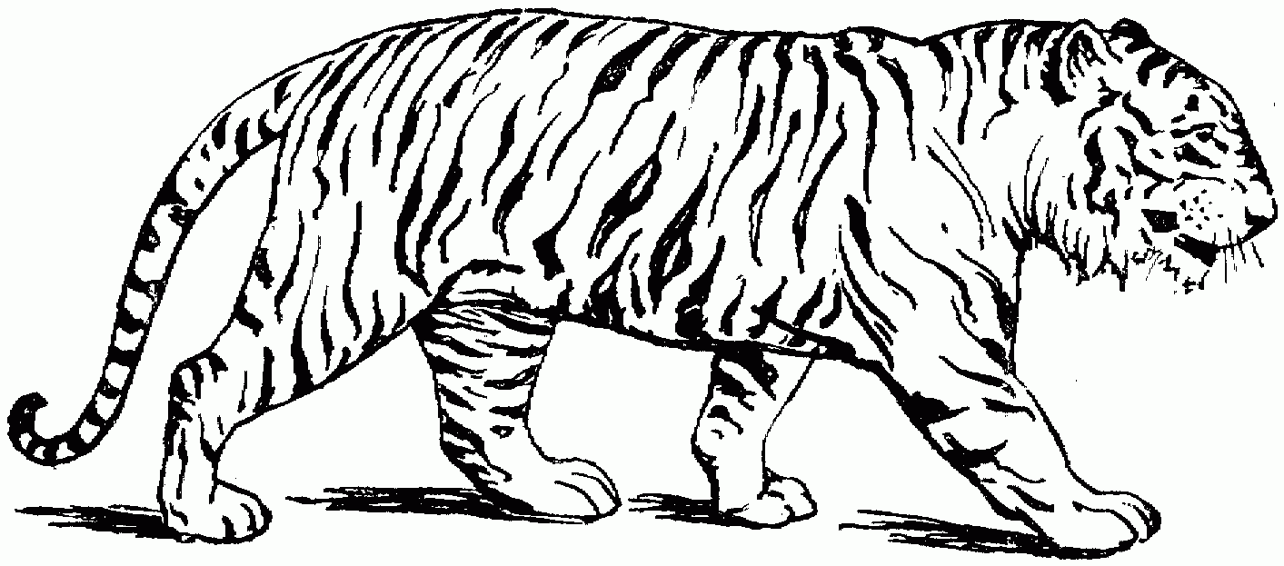 Free Tiger Coloring Pages