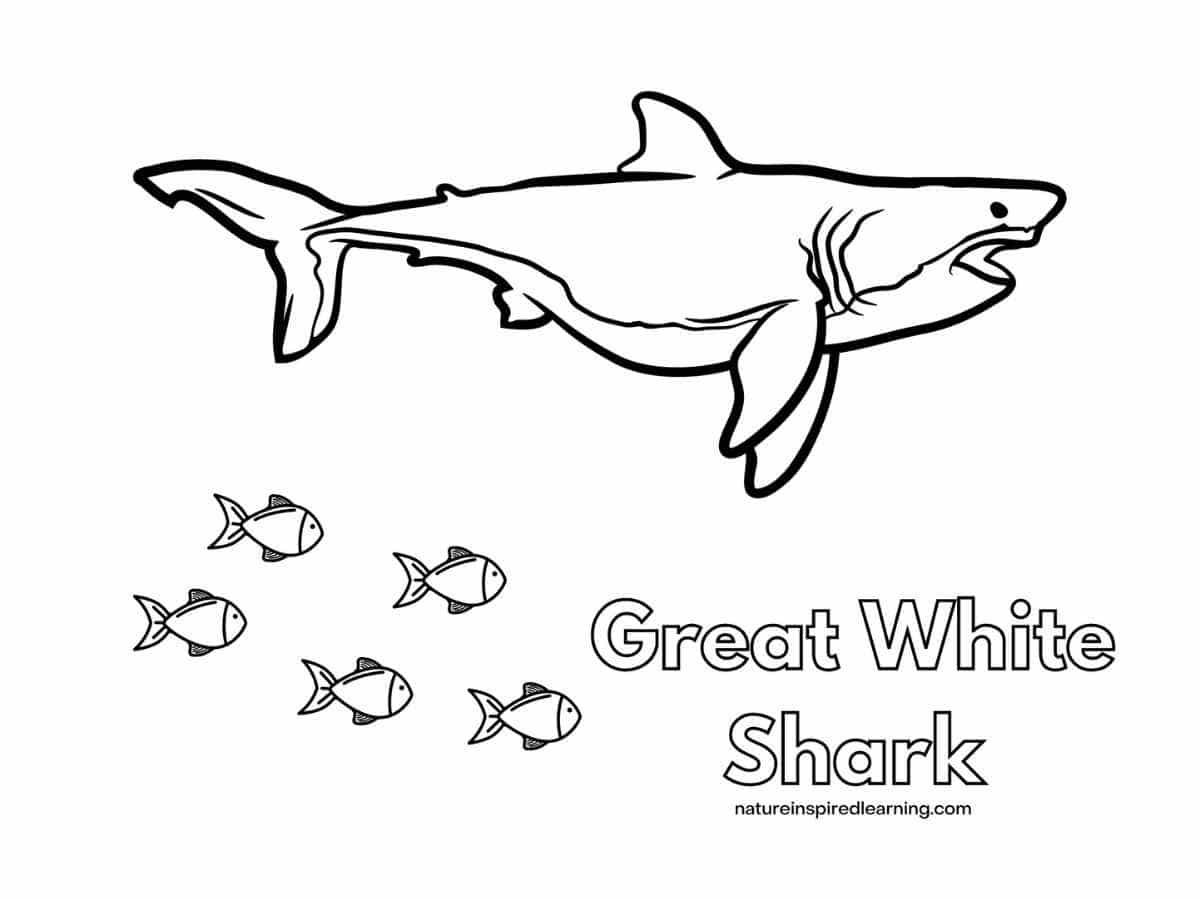 Great White Shark Coloring Pages Nature Inspired Learning Great White Shark Coloring Pages Nature Inspired Learning