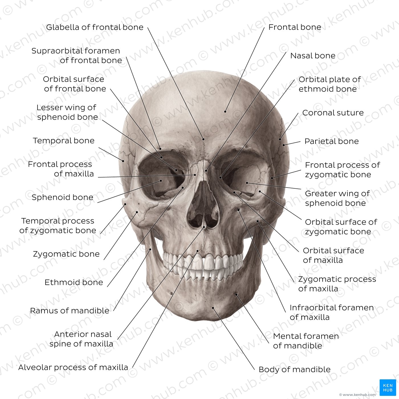 Learn Skull Anatomy With Skull Bone Quizzes And Diagrams Kenhub Learn Skull Anatomy With Skull Bone Quizzes And Diagrams Kenhub