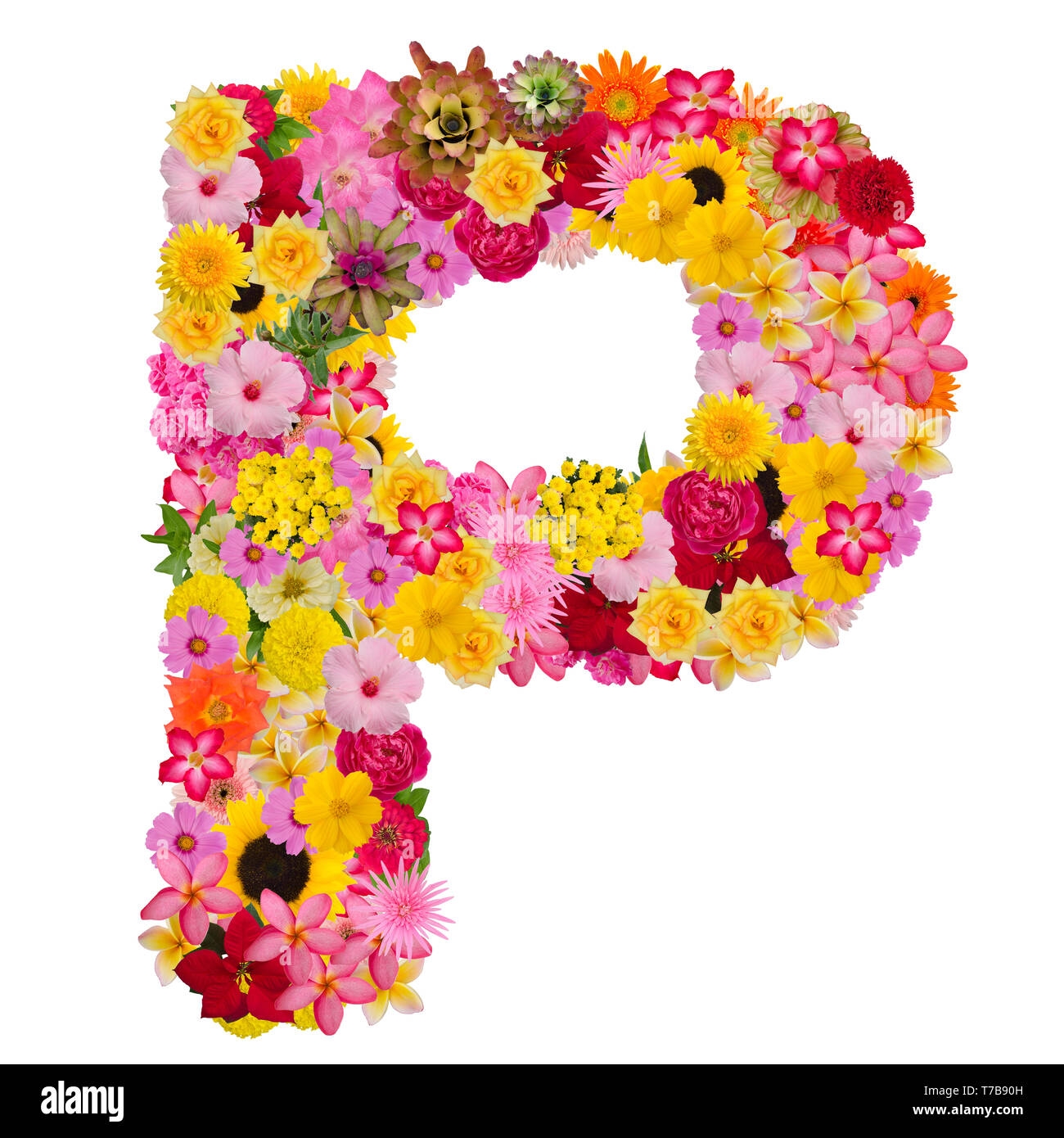 Letter P Alphabet With Flower ABC Concept Type As Logo Isolated On White Background With Clipping Path Stock Photo Alamy Letter P Alphabet With Flower ABC Concept Type As Logo Isolated On White Background With Clipping Path Stock Photo Alamy