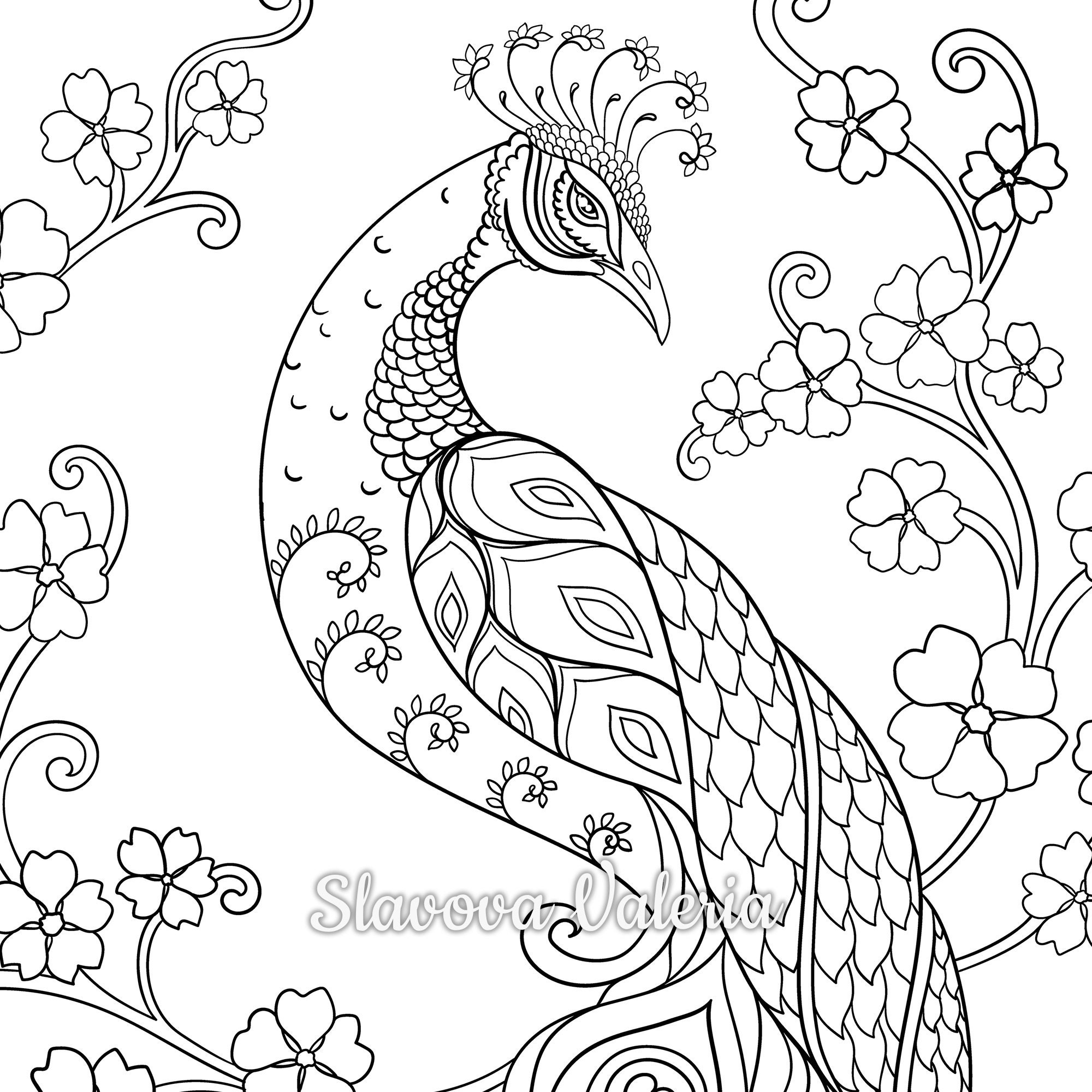 Peacock Coloring Page Floral Design PDF JPG Download Etsy