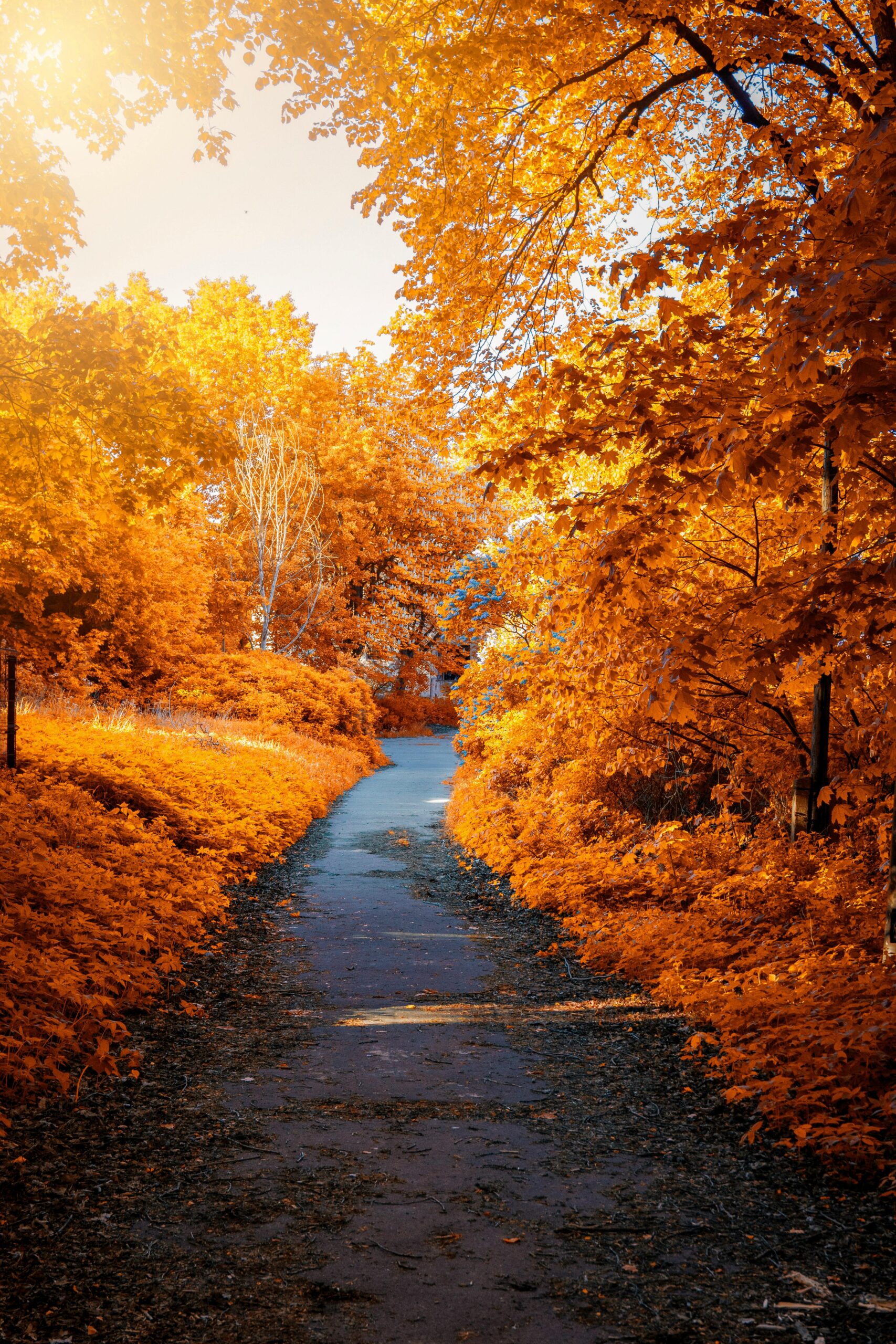 Photo Of Path In between Woods During Autumn Free Stock Photo Photo Of Path In between Woods During Autumn Free Stock Photo