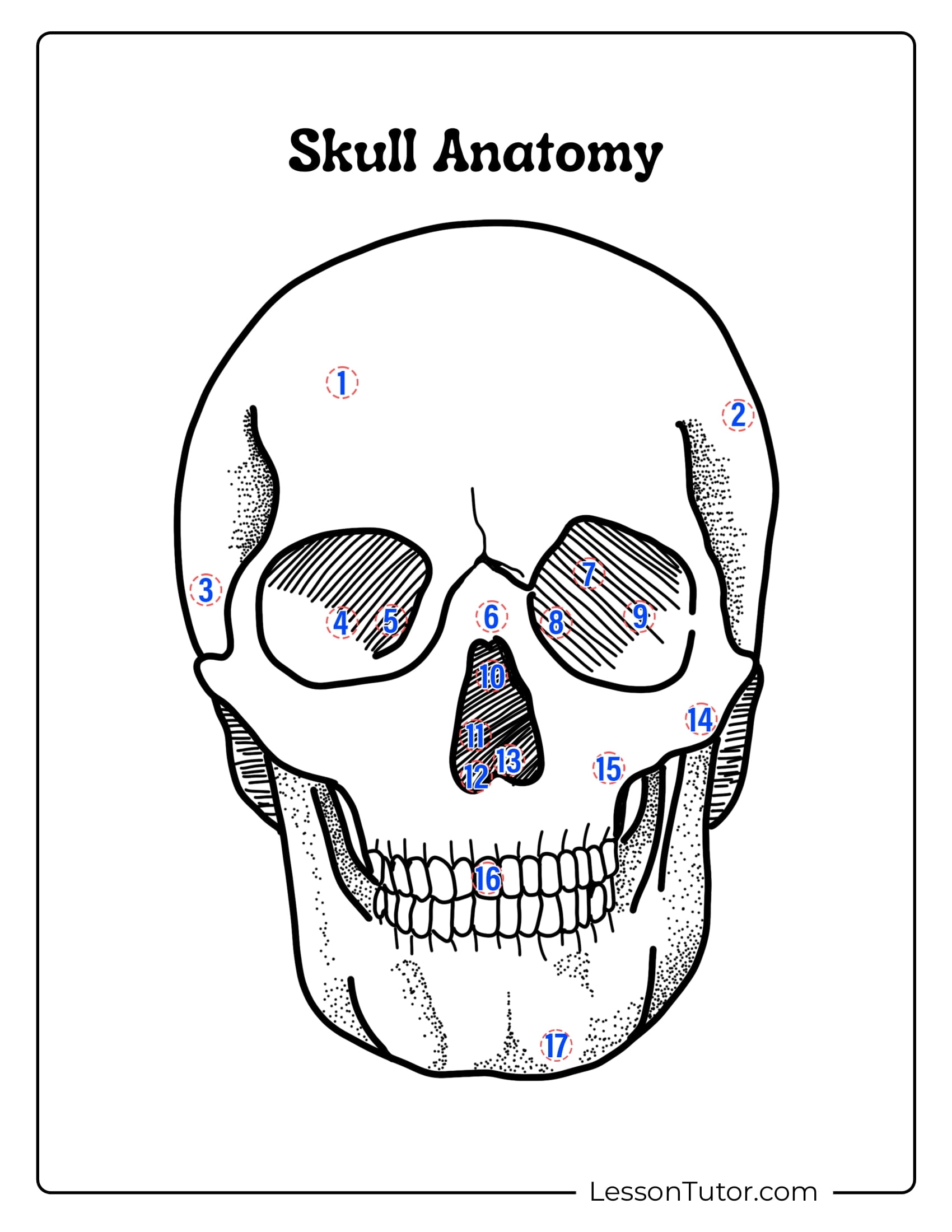 Skeleton System Worksheets Free Coloring Pages PDF Printables And Worksheets Lesson Tutor Skeleton System Worksheets Free Coloring Pages PDF Printables And Worksheets Lesson Tutor