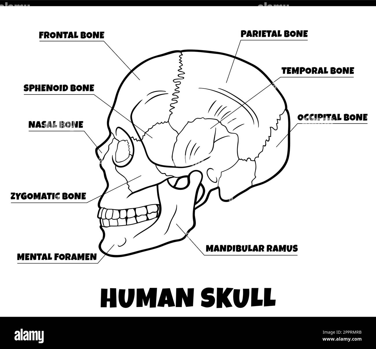 Skull Diagram Black And White Stock Photos Images Alamy Skull Diagram Black And White Stock Photos Images Alamy