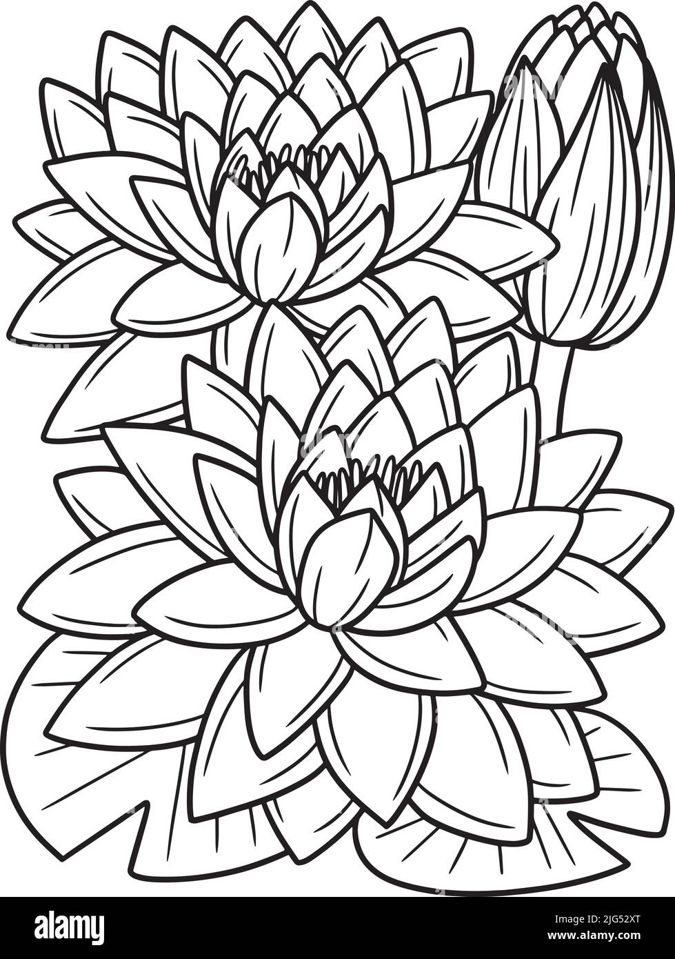 Water Lily Flower Coloring Page For Adults Stock Vector Image Art Alamy