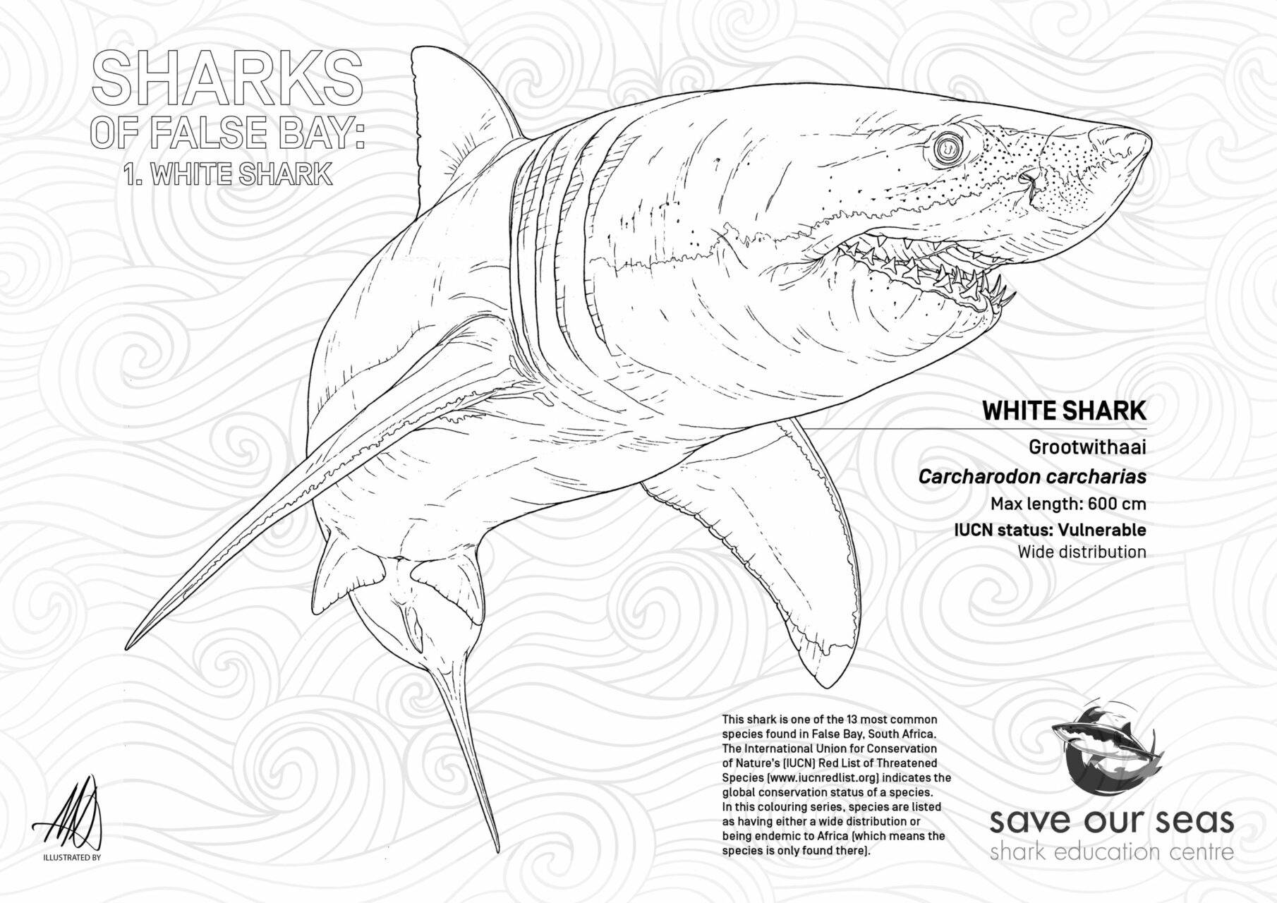 shark colouring sheet